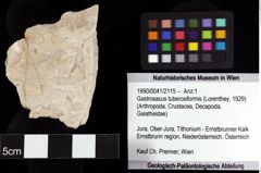 Foto (Objket + Etiketten) von Gastrosacus tuberosiformis (Lorenthey, 1929) 